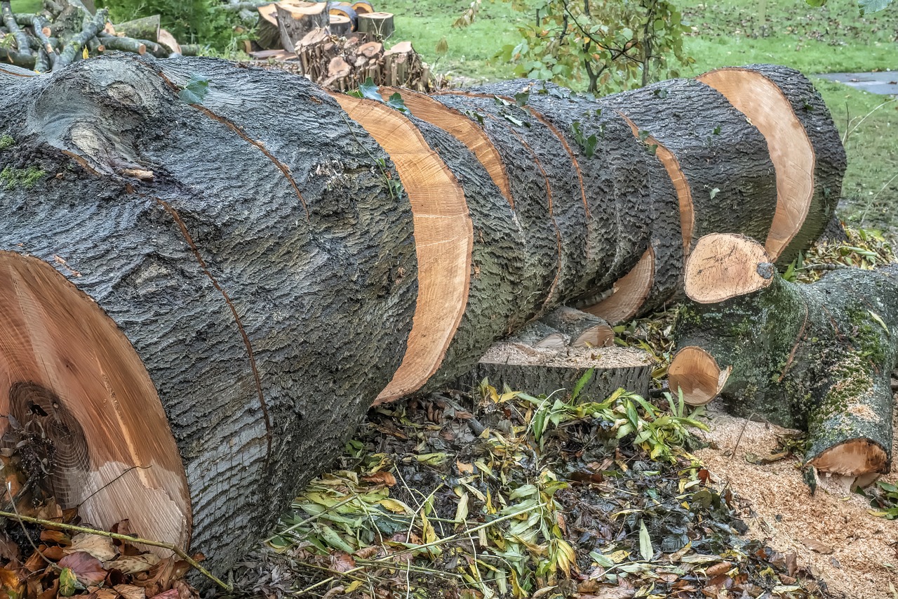 The Link Between Deforestation and Pandemics